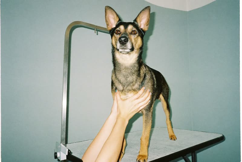 A dog standing on a grooming table being handled