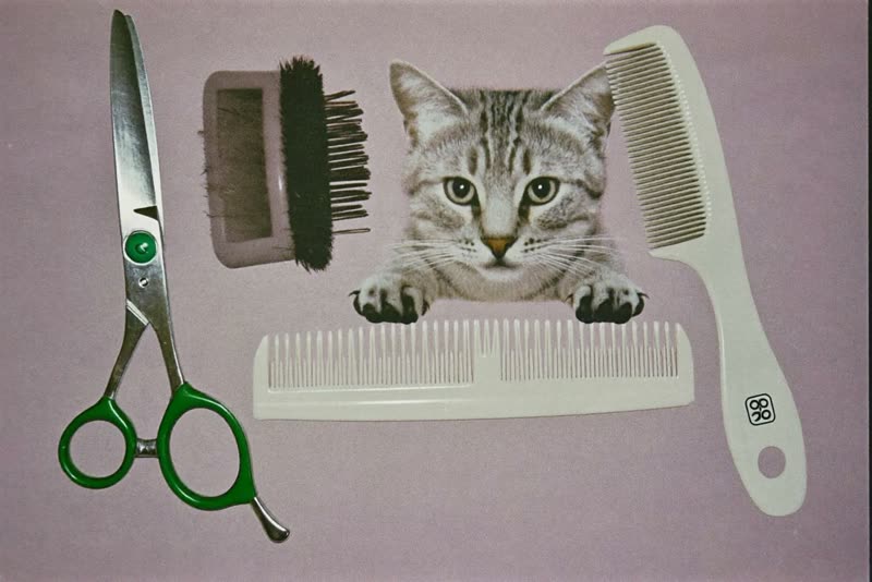 Grooming scissors, comb and brush laid out