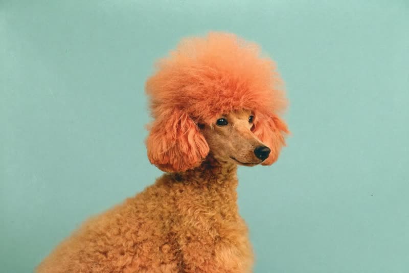A freshly groomed poodle sitting in profile
