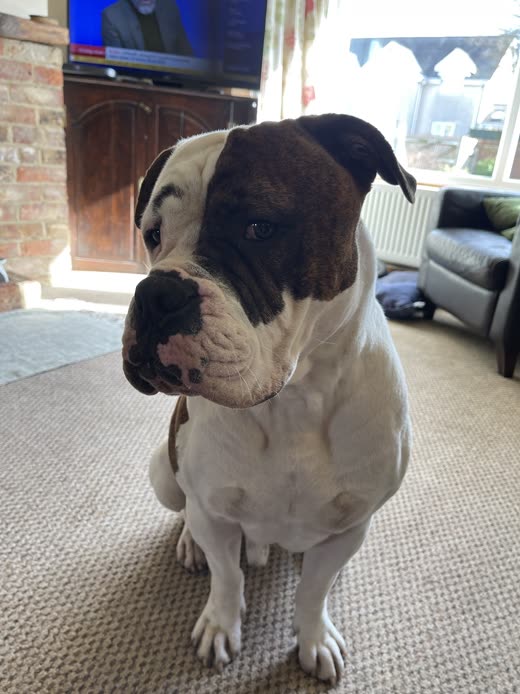A white and brown bulldog sitting calmly after a groom