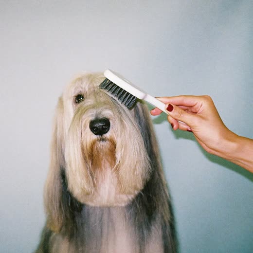 A long-coated dog being brushed out